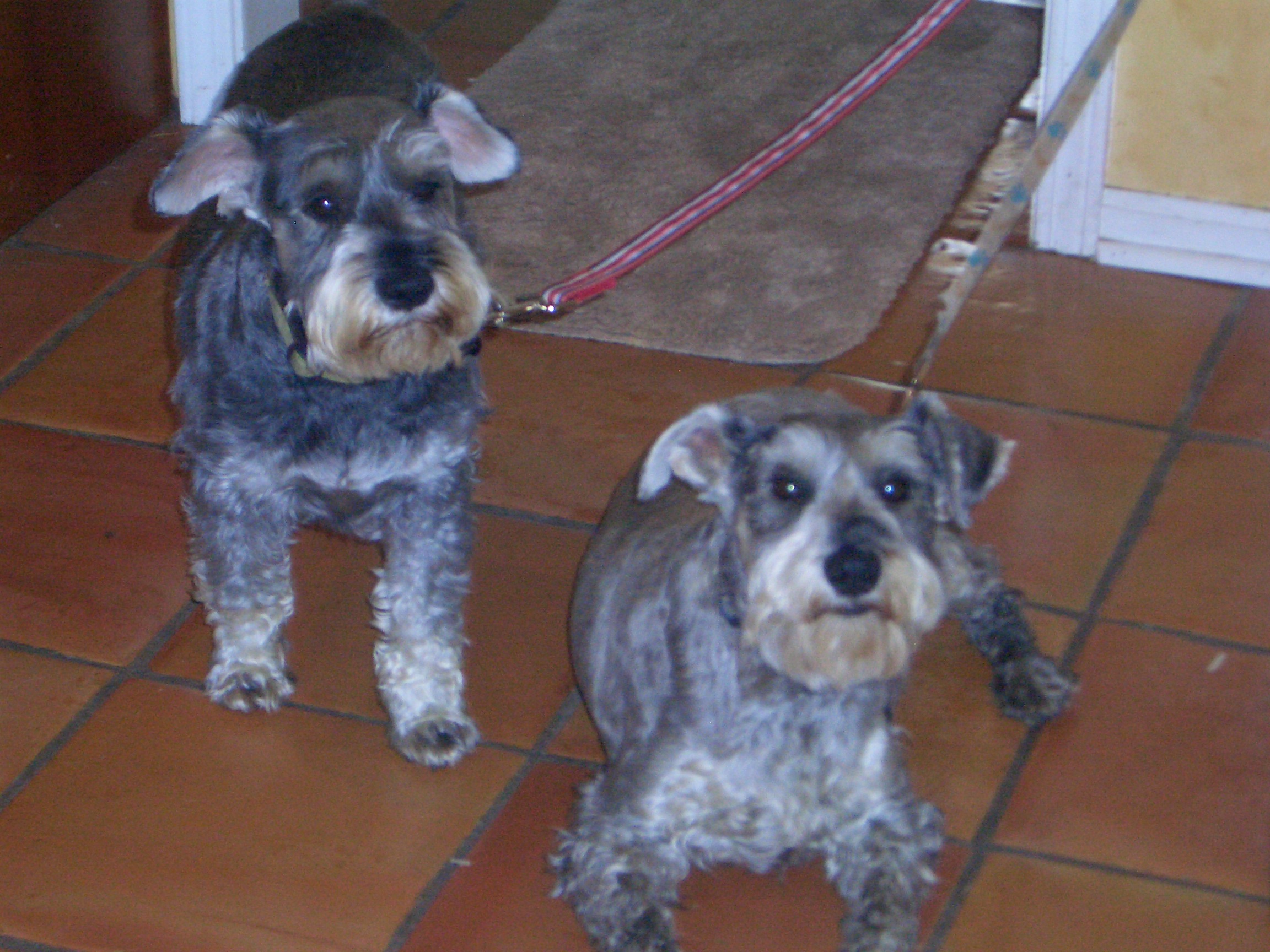 SCHNAUZER RESCUE